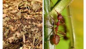 Jaký je přínos mravenců v přírodě význam těchto hmyzů v životě osoby